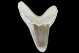 Cretaceous Cretoxyrhina Shark Tooth - Kansas #71753-1
